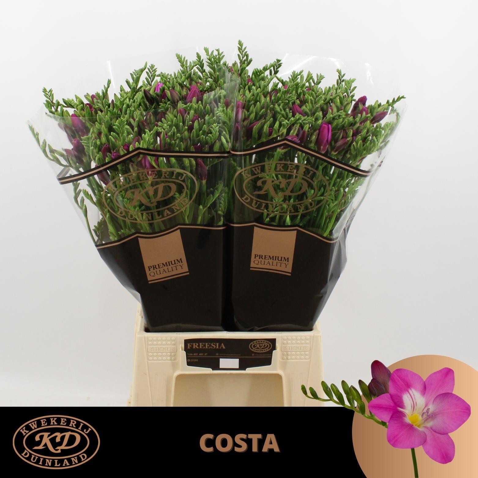 Freesia enkelbloemig Costa