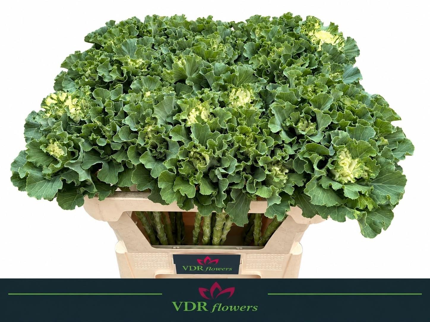 Brassica oleracea 'Crane Ruffle White'