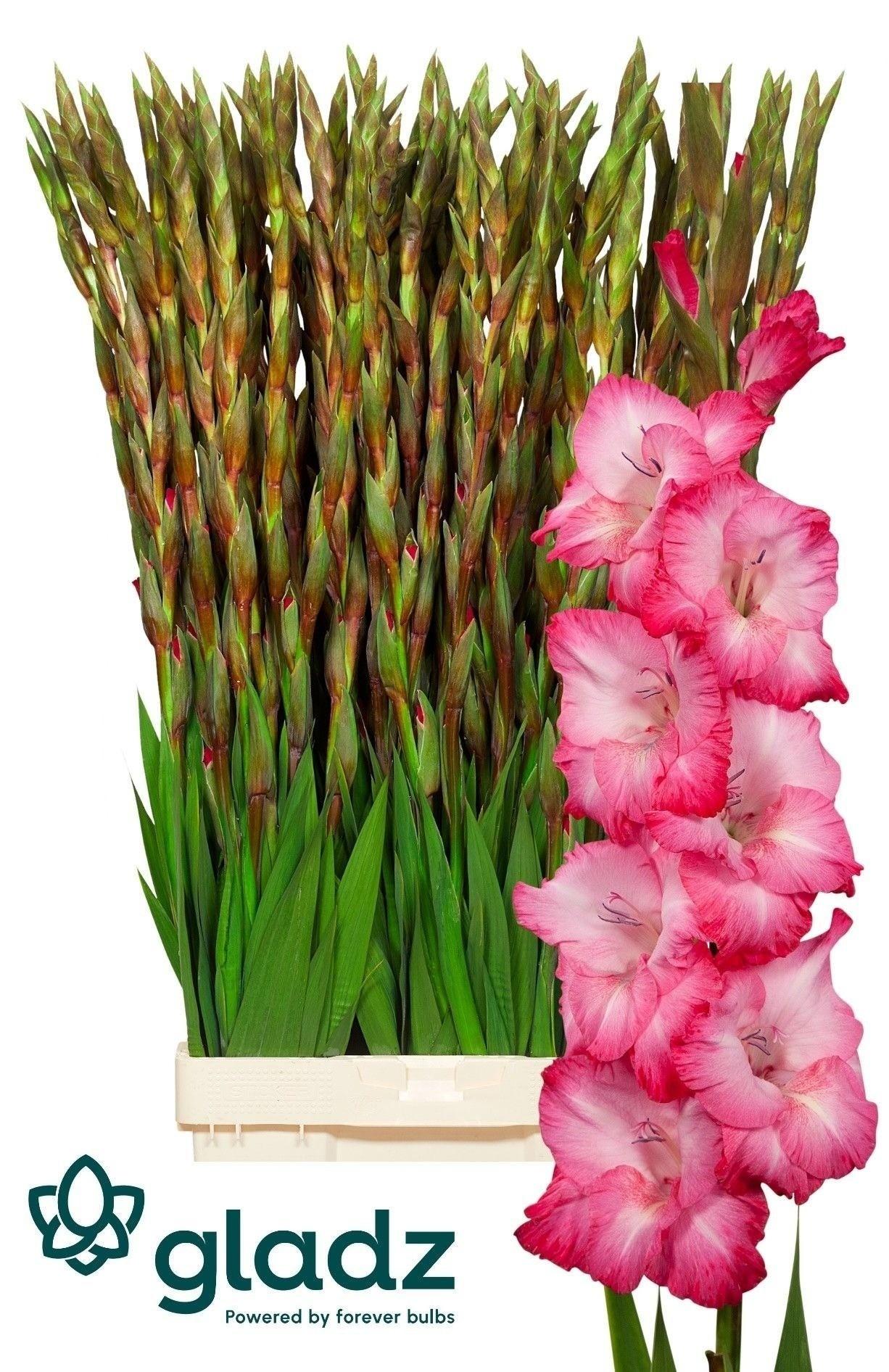Gladiolus (Large-flowered Grp) 'Cantate'