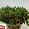 Helianthus annuus 'Sunrich Orange'