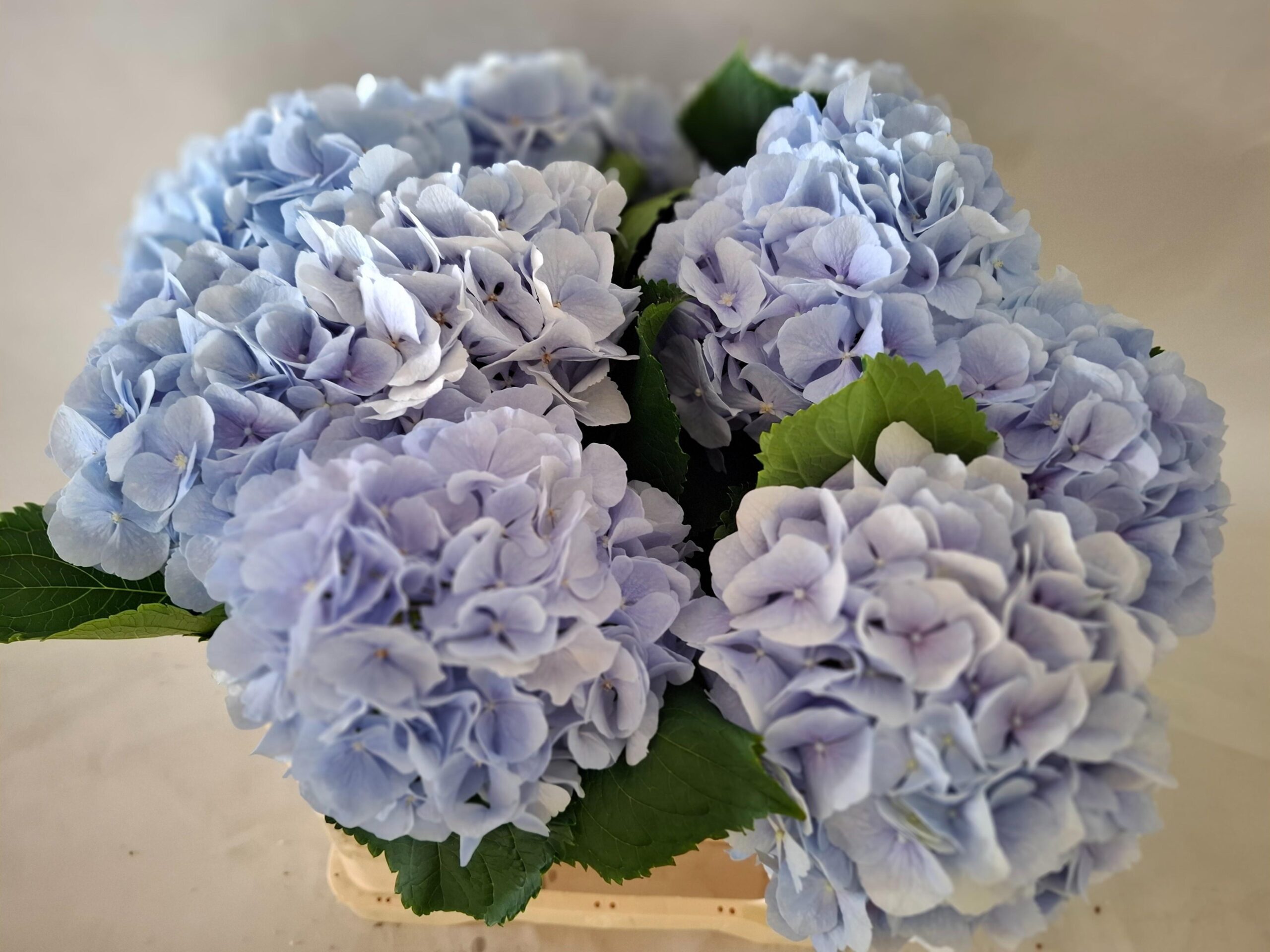 Hydrangea macrophylla 'Verena' (blauw)
