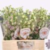 Delphinium dubbelbloemig (Elatum Grp) 'Dewi Lady'