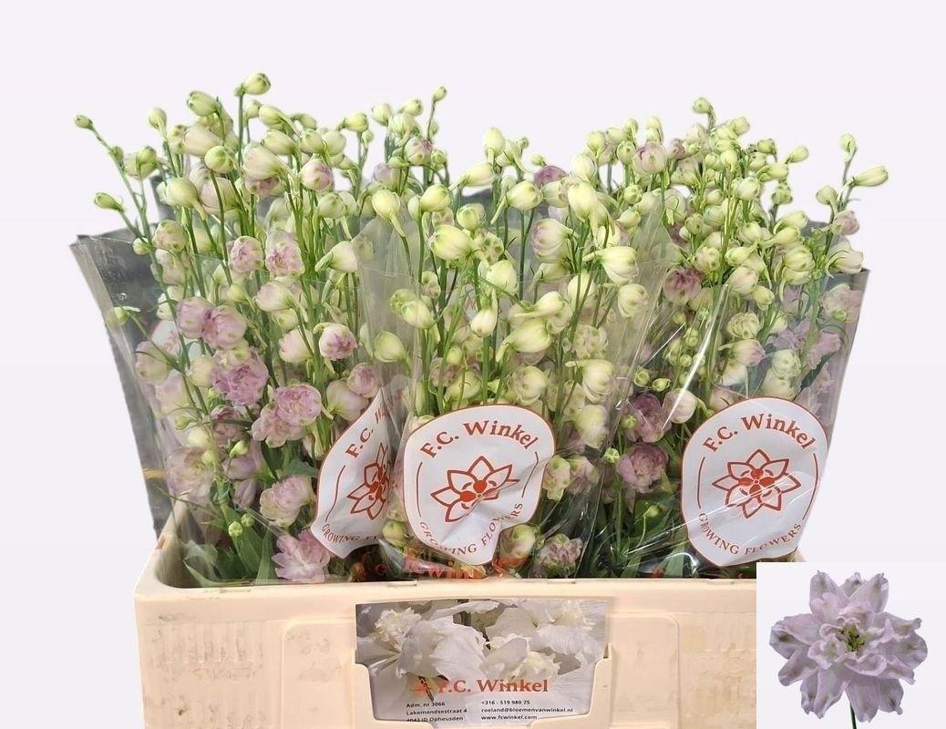 Delphinium dubbelbloemig (Elatum Grp) 'Dewi Lady'