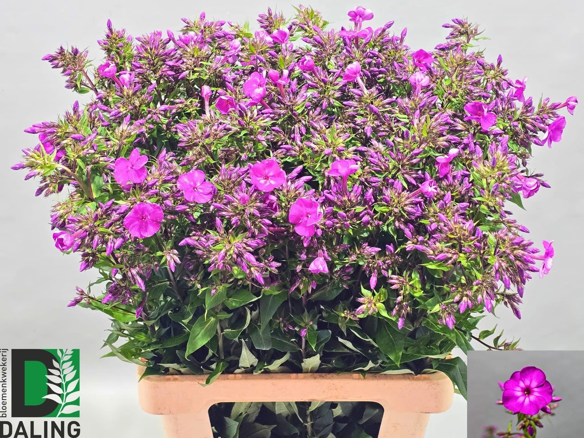 Snijbloemen overig