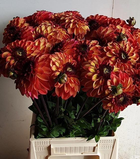 Dahlia (Decorative Grp) 'Ding a Dong'