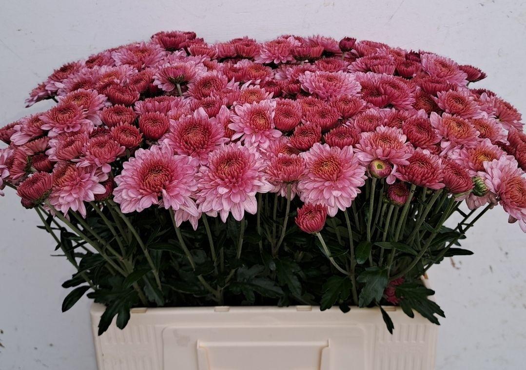 Chrysanthemum (Indicum Grp) tros 'Blenda'