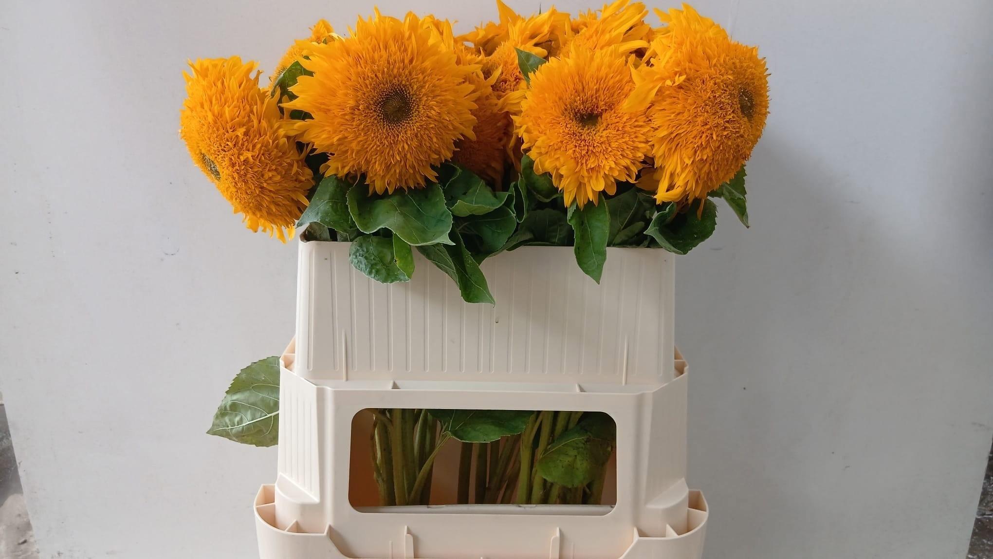 Helianthus annuus Solano Double