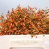 Rosa Prinsberry Orange