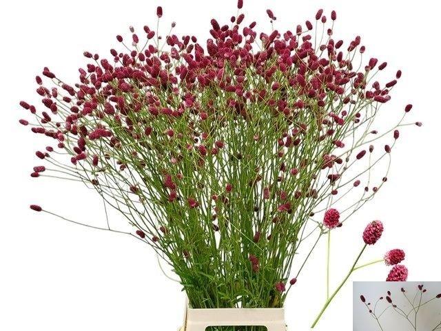 Sanguisorba officinalis 'Arnhem'