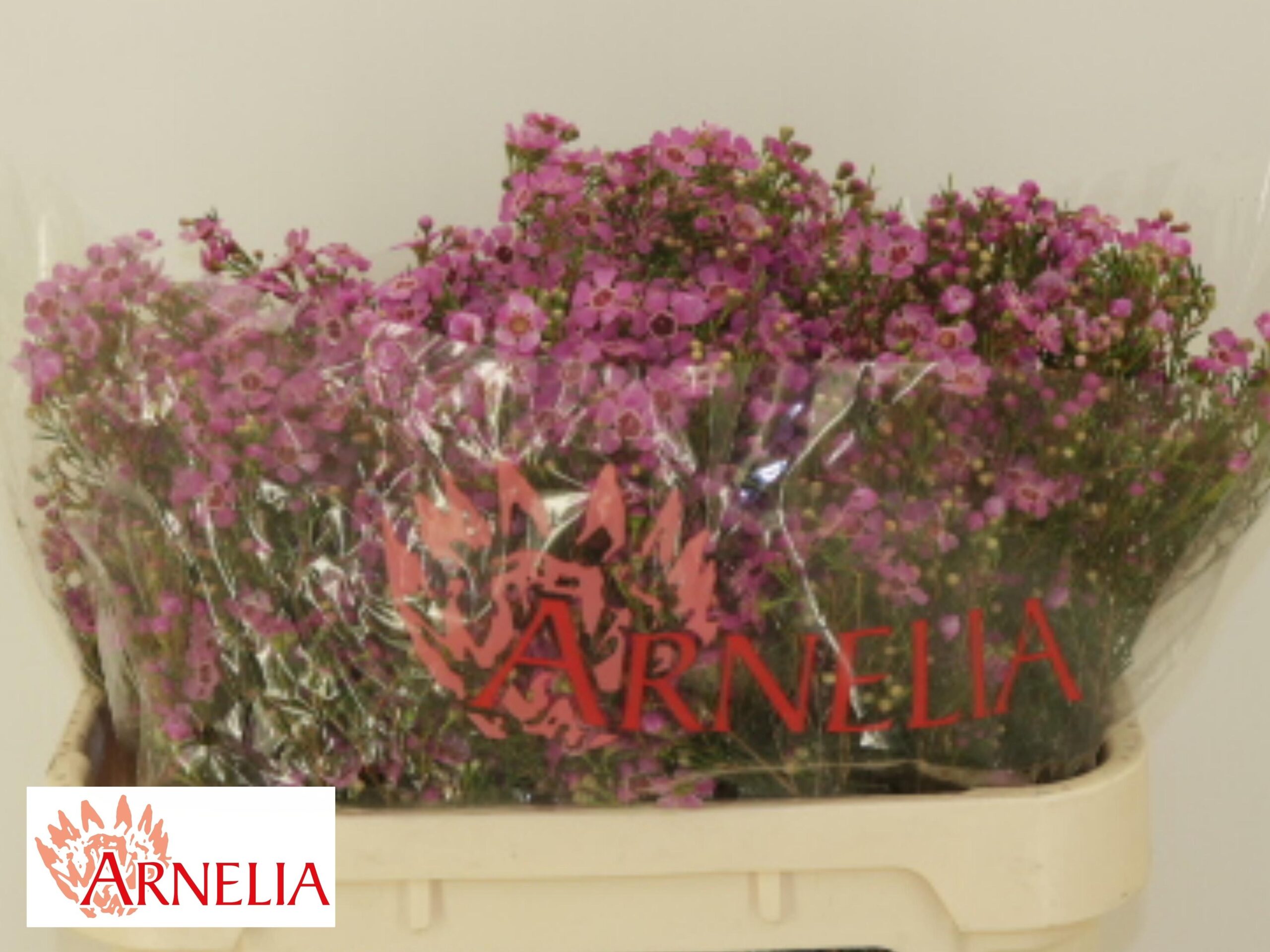 Chamelaucium 'Niek's Pride'