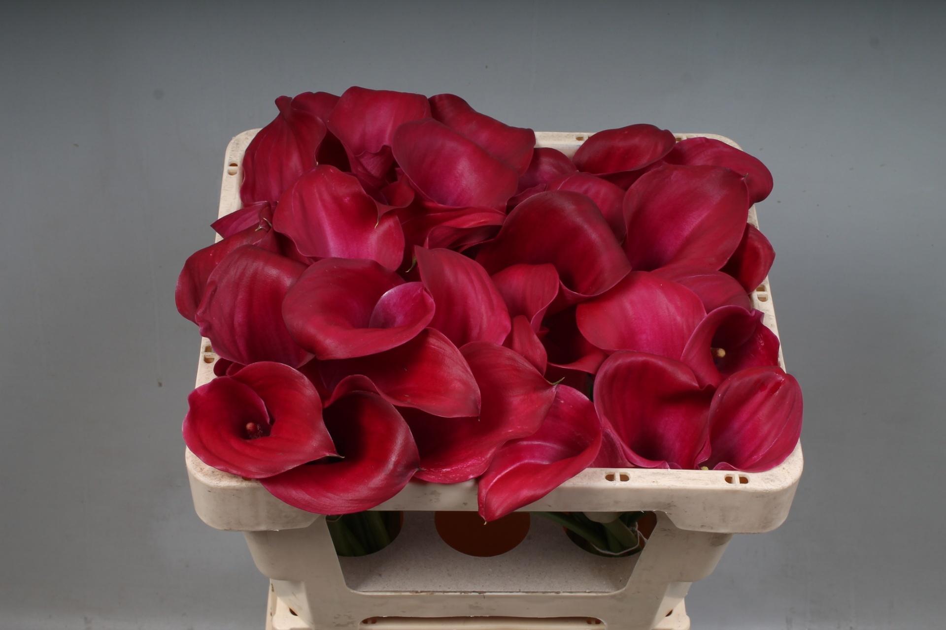 Zantedeschia 'Pink Jewel'