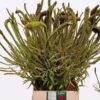 Veronicastrum virginicum 'Fascination'