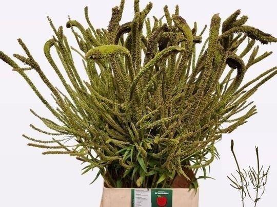 Veronicastrum virginicum 'Fascination'
