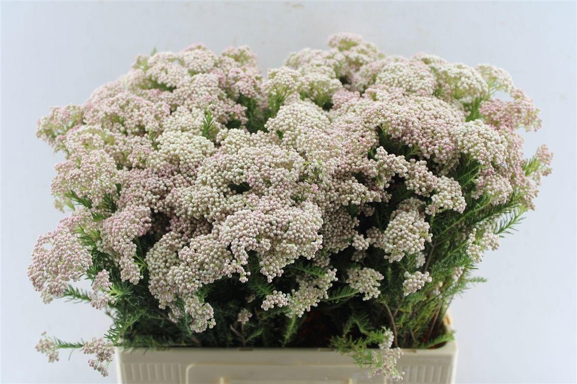 Ozothamnus 'Cooks Tall Pink'