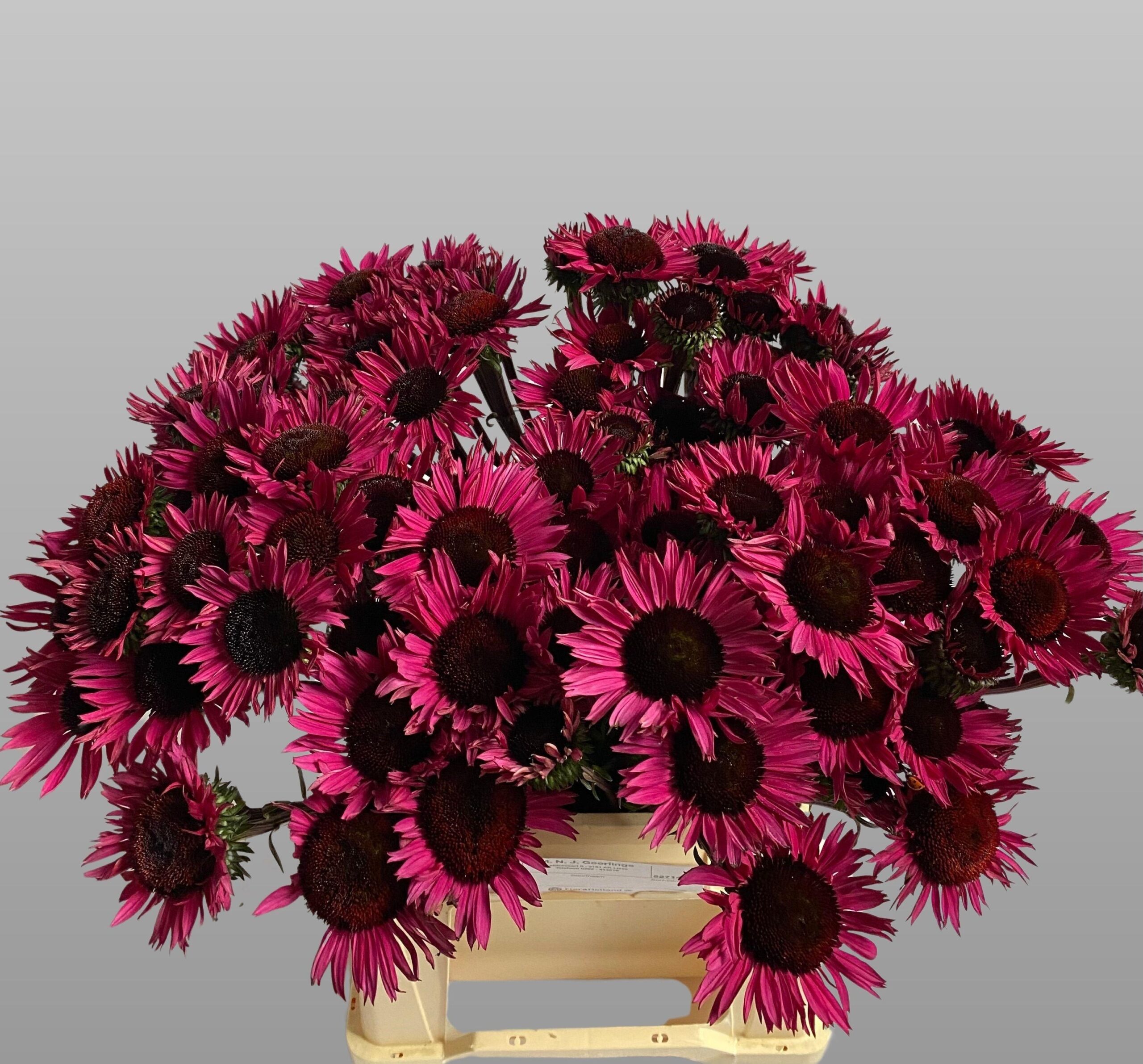 Echinacea 'Fatal Attraction'