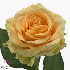 Rosa grootbloemig Magic Avalanche+