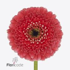 Gerbera mini bolvormig Gerponi Rockstar