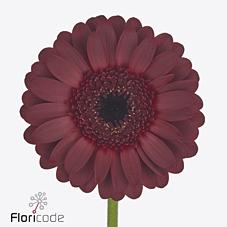 Gerbera mini 'Dark Night'