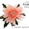 Chrysanthemum (Indicum Grp) geplozen kleurbehandeld H%