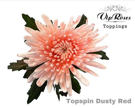 Chrysanthemum (Indicum Grp) geplozen kleurbehandeld H%