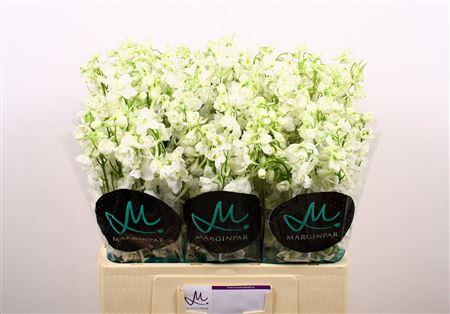 Delphinium enkelbloemig (Belladonna Grp) Bella Andes White