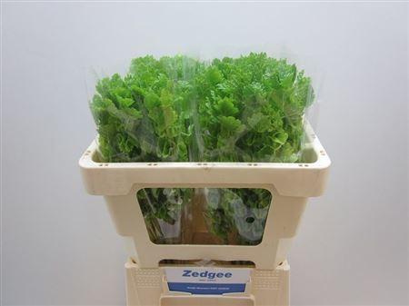 Moluccella laevis