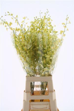 Orchideeën overig per tak Oncidium