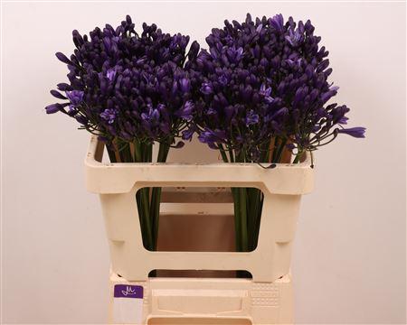 Snijbloemen overig