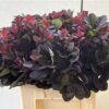 Cotinus coggygria 'Royal Purple'