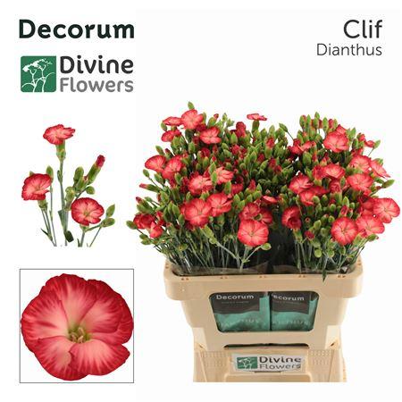Dianthus Solomio Clif