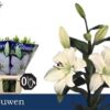 Lilium (LA-hybrids Grp) 'Litouwen'