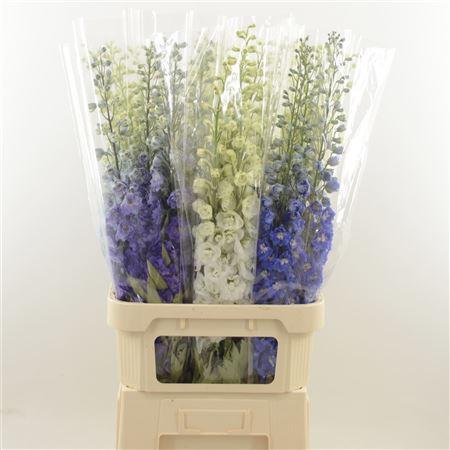 Delphinium dubbelbloemig gemengd