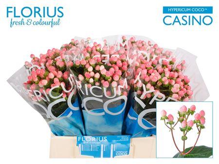 Hypericum Coco Casino