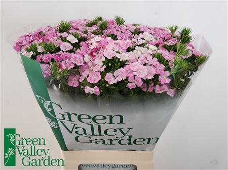 Dianthus barbatus Amazon Rose Magic