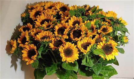 Helianthus annuus 'Sonja'