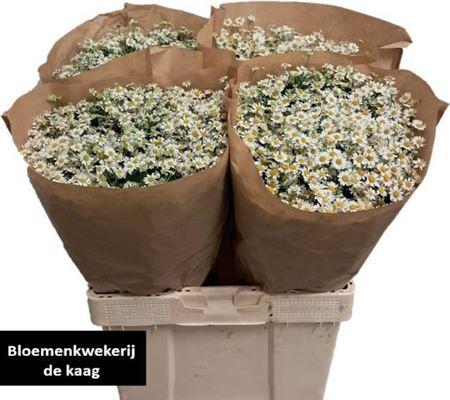 Tanacetum parthenium 'Single Vegmo'