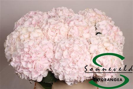 Hydrangea macrophylla 'Sweet Verena'