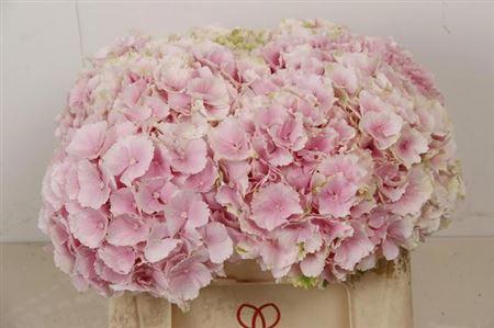 Hydrangea macrophylla 'Verena'