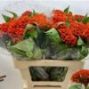 Celosia argentea (Cristata Grp) Extreme Orange