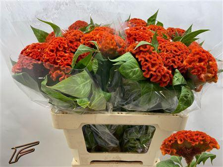 Celosia argentea (Cristata Grp) Extreme Orange