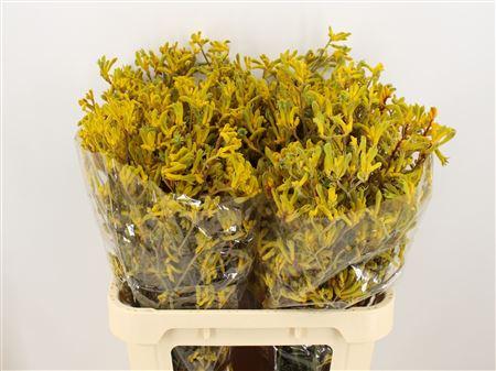 Anigozanthos 'Yellow Gem'