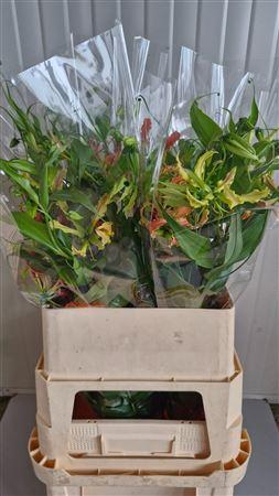 Gloriosa gemengd