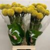 Snijbloemen overig
