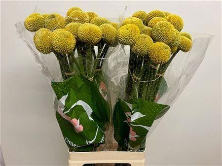 Snijbloemen overig