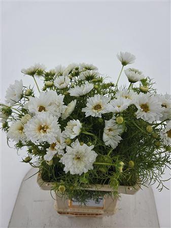 Cosmos bipinnatus