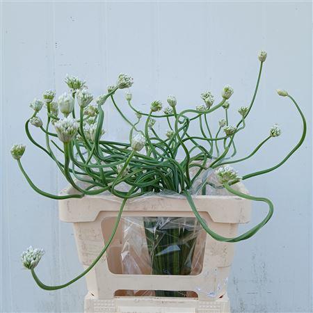 Allium overig