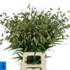 Chasmanthium latifolium