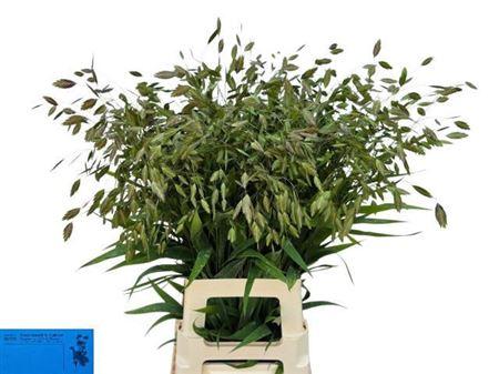 Chasmanthium latifolium