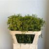 Anethum graveolens