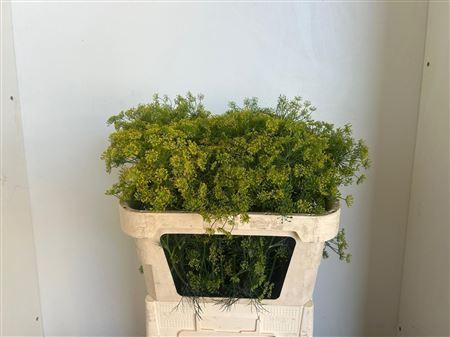 Anethum graveolens
